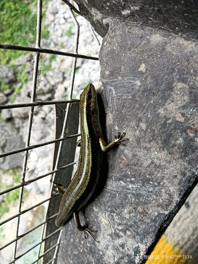 建议和大峡谷分二日游,不然累到扒s),喜见罕有国保级金蜥蜴