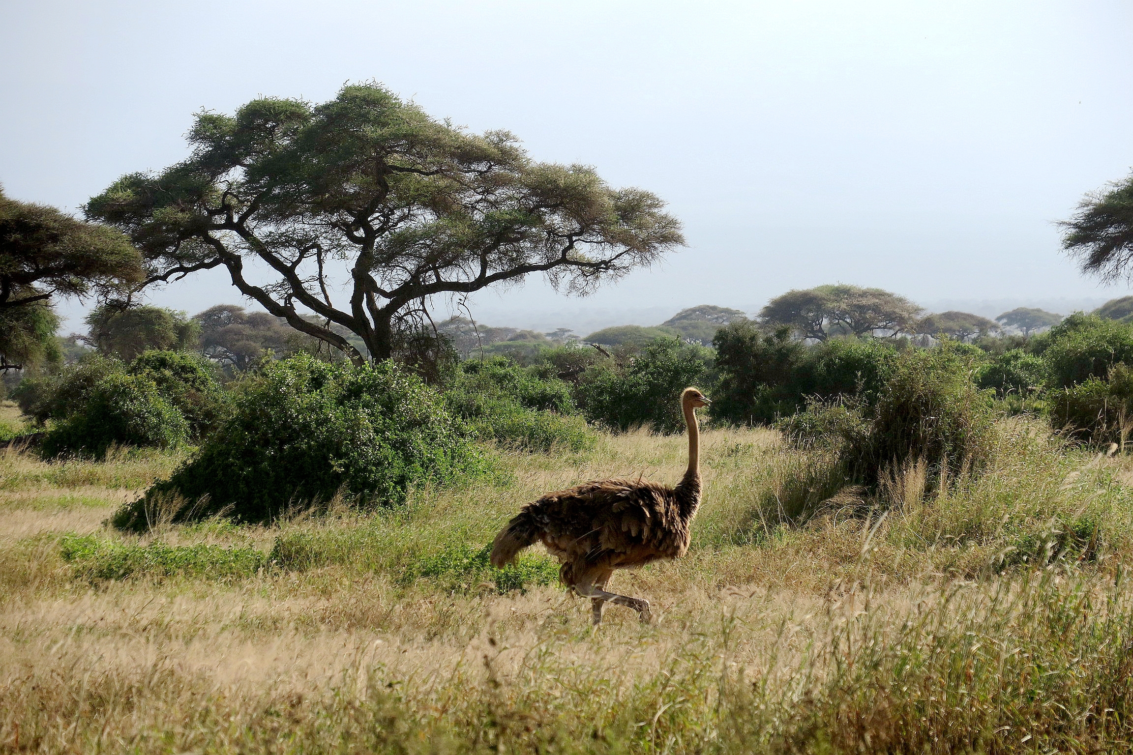 肯尼亚安布塞利国家公园，鸵鸟漂浮在一望无际的草海之上