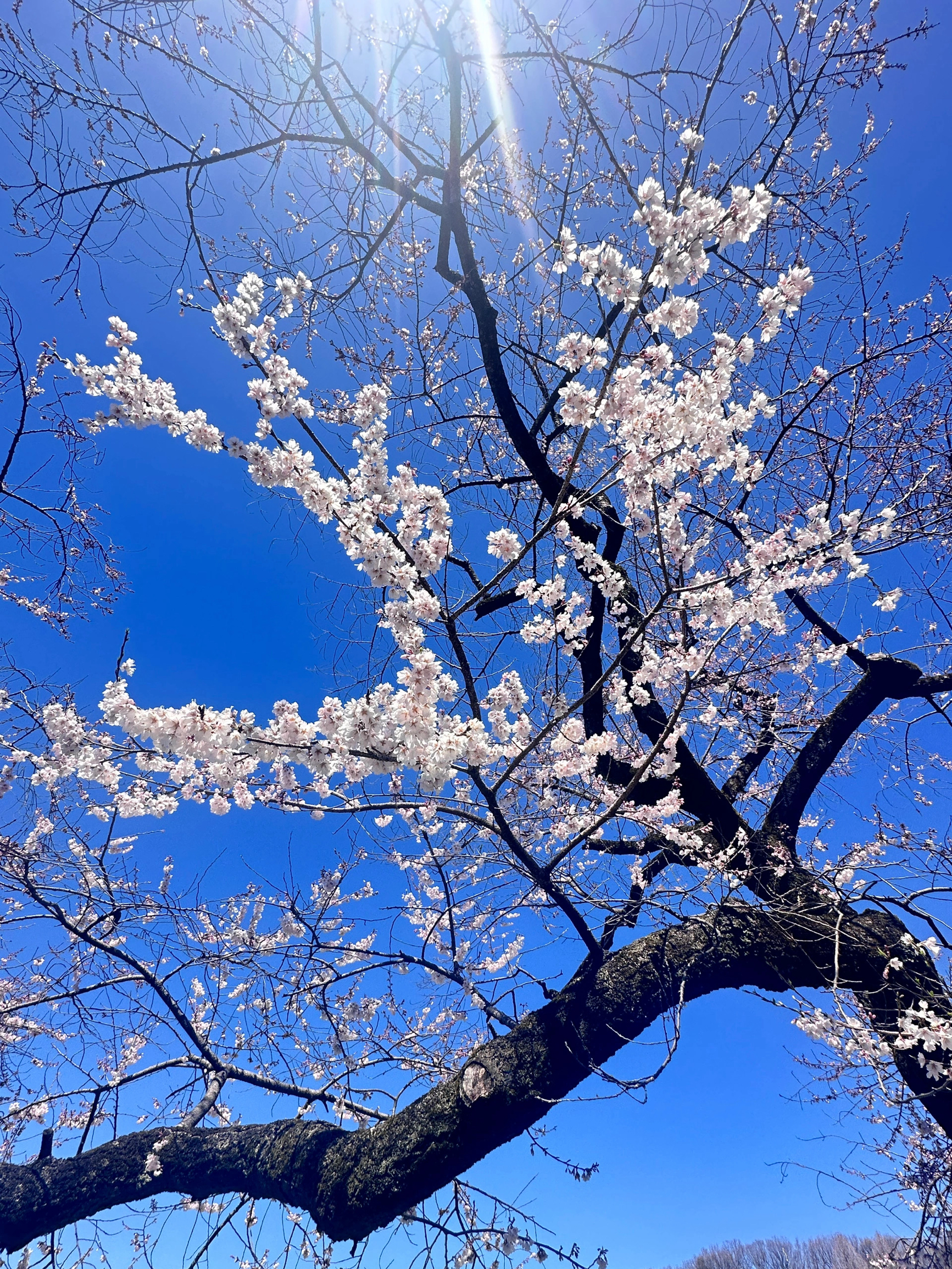 在日本待了十多天终于看到樱花🌸