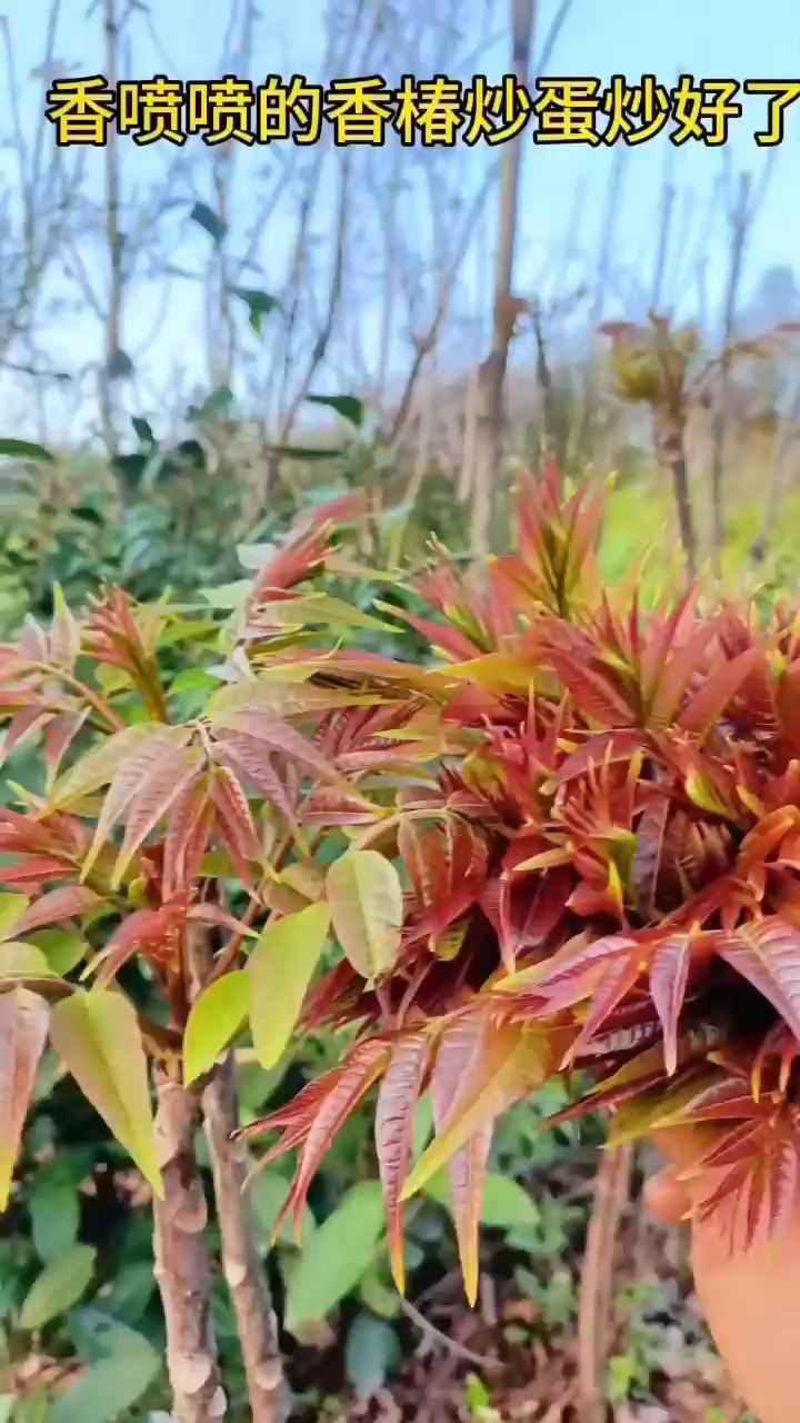 印象河南，家乡野菜之香椿炒蛋