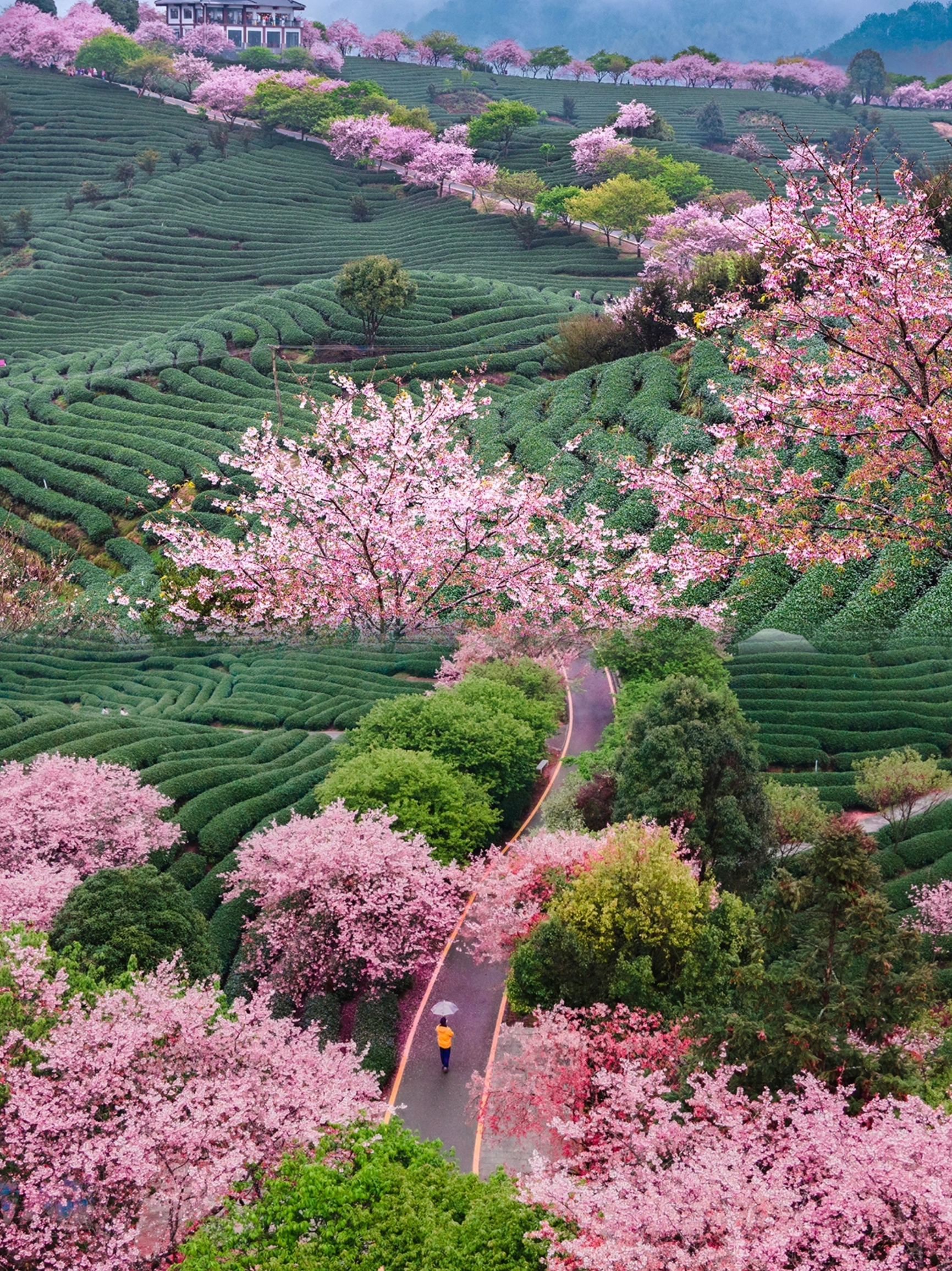 福建最美樱花像是走入漫画世界的美丽茶园