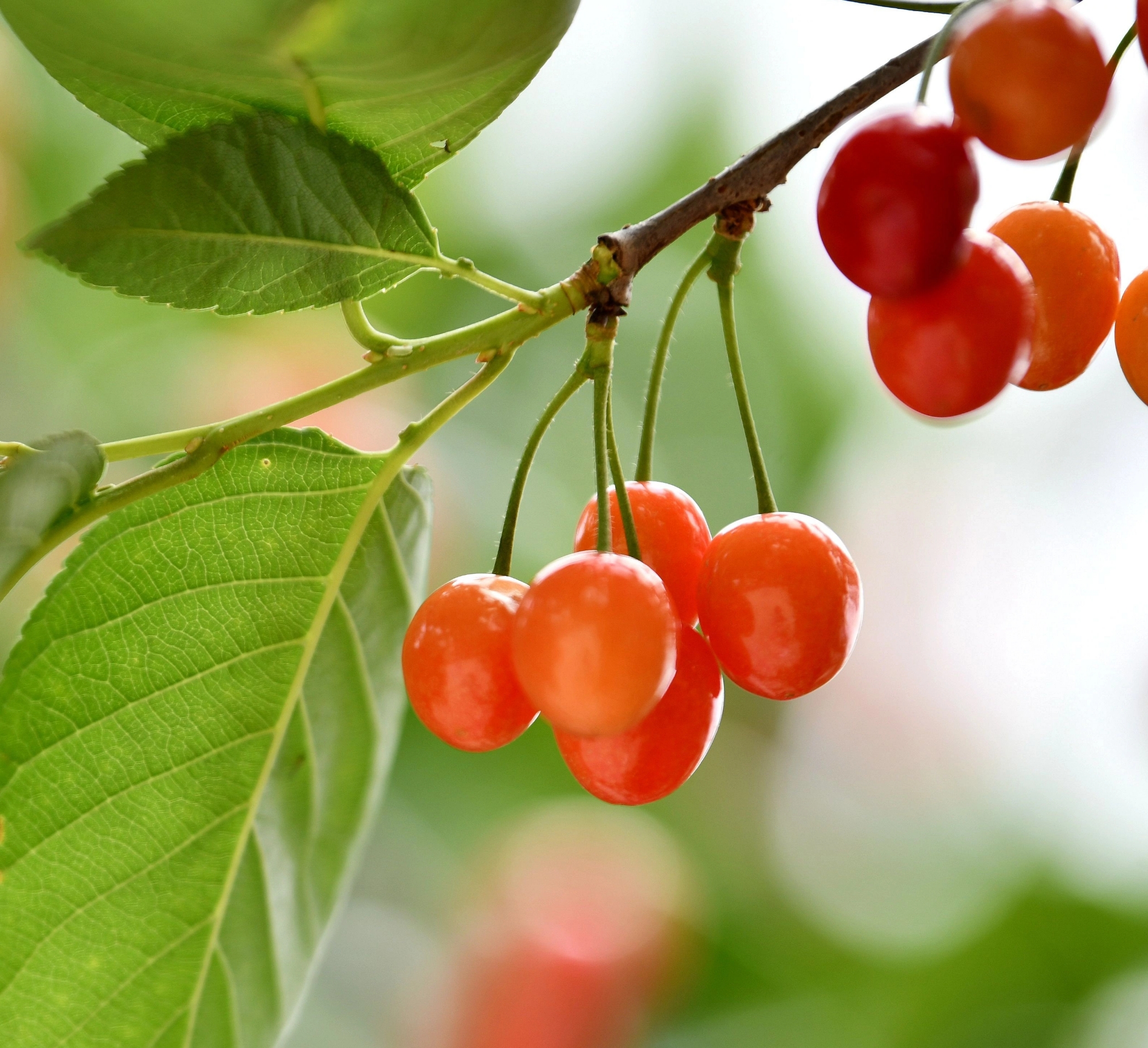 樱桃在中国久经栽培，品种颇多，供食用，也可酿樱桃酒。枝、叶、根、花也可供药用。[3]除了鲜食外，还可