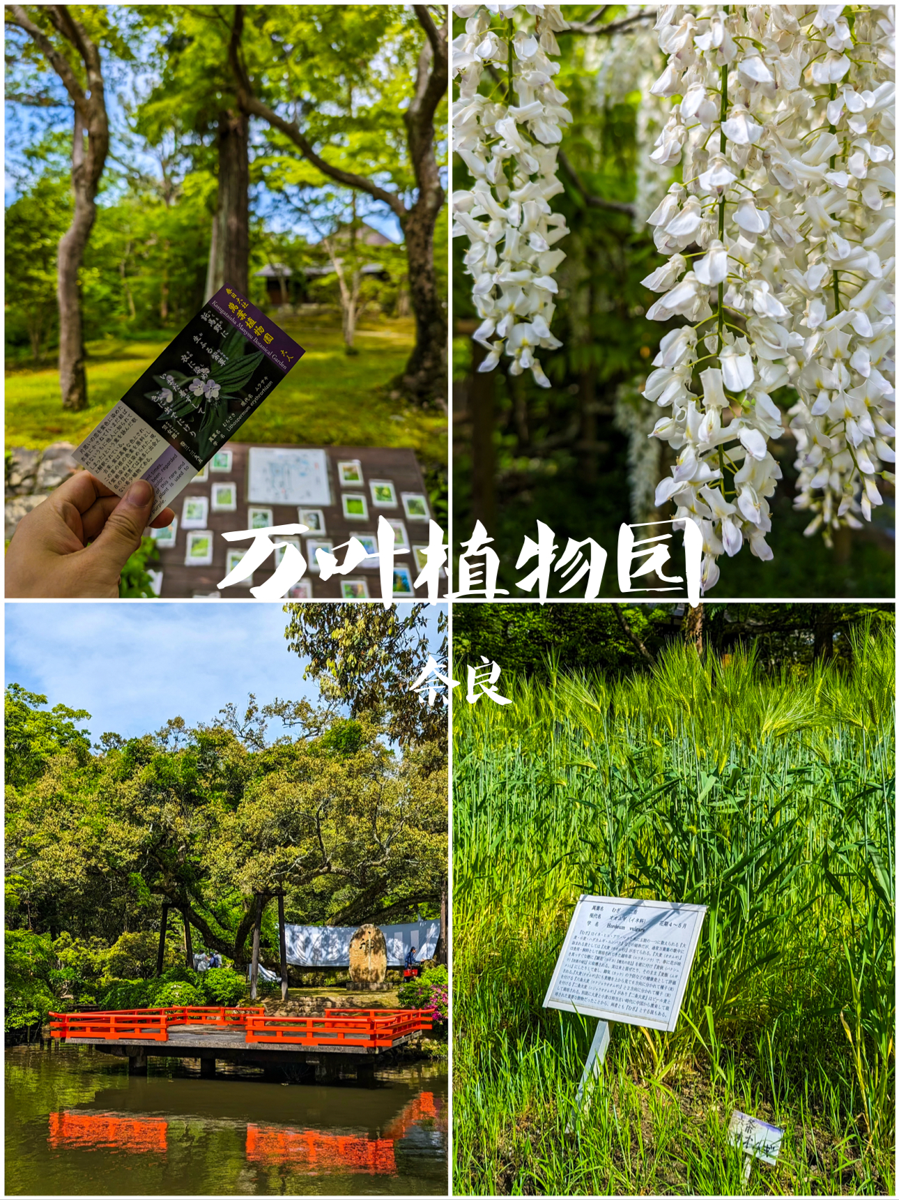 日本奈良📍万叶植物园就是现实版的绿野仙踪