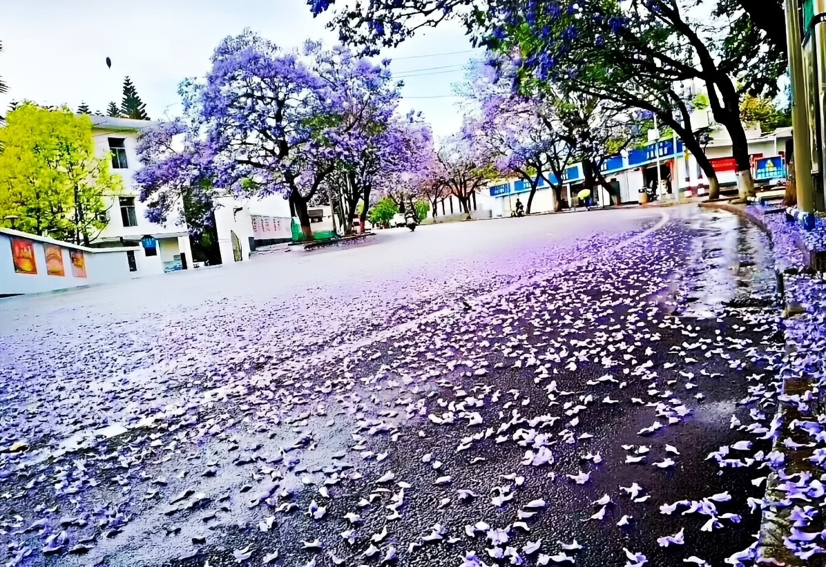 总得去趟西昌看蓝花楹吧#漫步蓝花楹树下 西昌·凉山