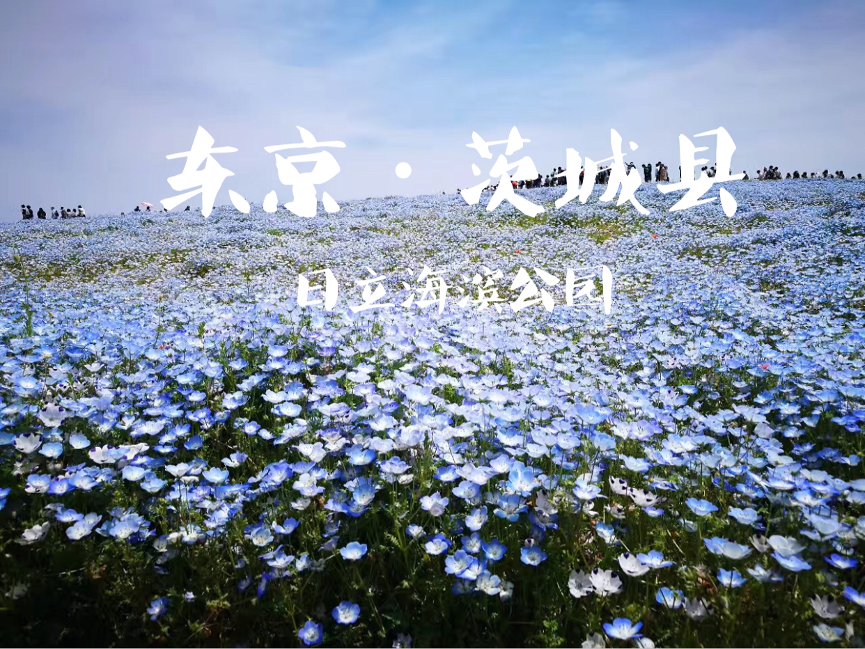 日本梦幻蓝色花的海洋，是你的憧憬吗？