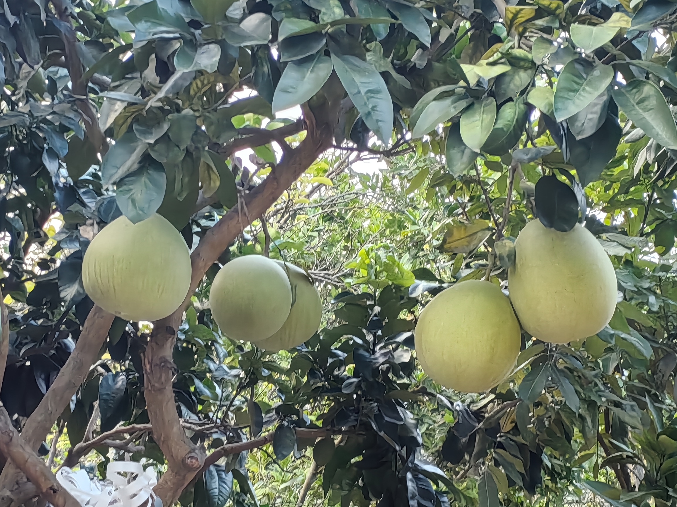 大果柚子可以吃啦，小果橙子过年再吃，香蕉林里发现香蕉
