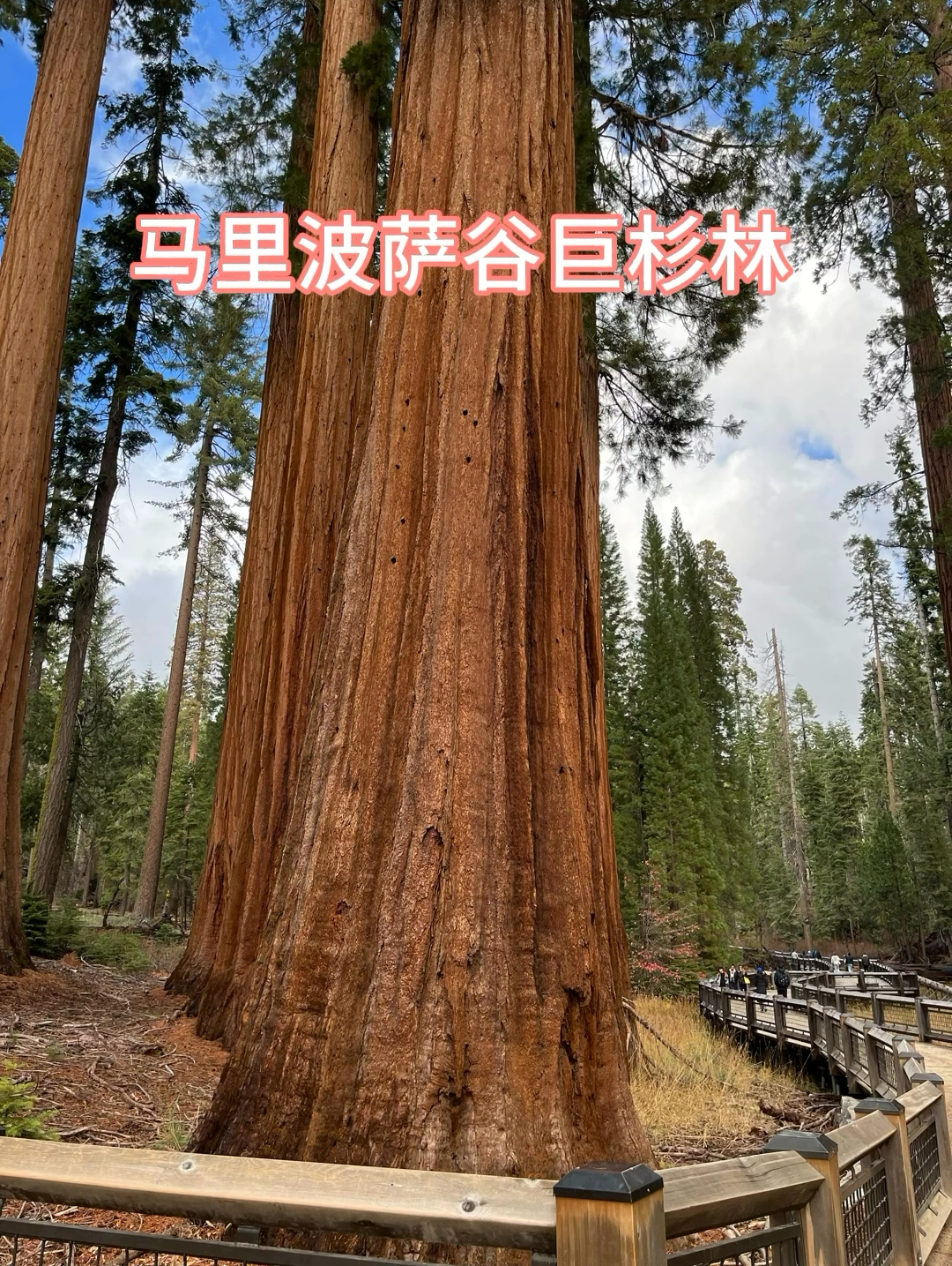 优胜美地国家公园内的巨杉林