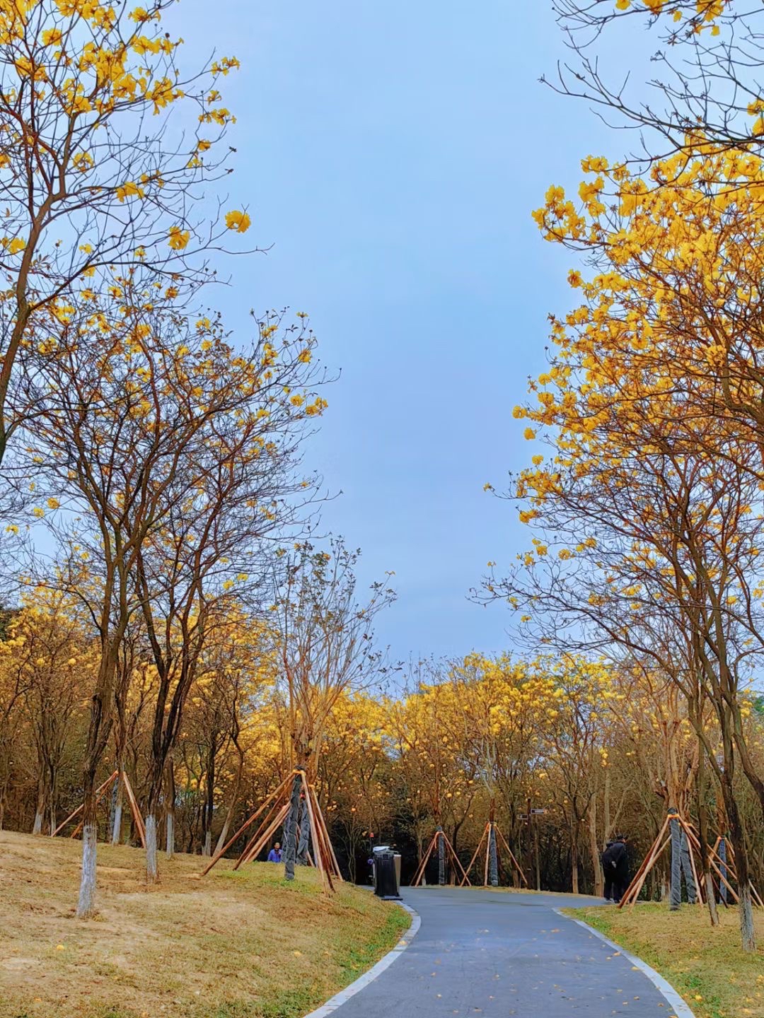 秋天的色彩如画卷般展开，绿叶慢慢染上黄、红、棕等各种色彩，仿佛是大自然的调色板。清风拂过，落叶纷飞，