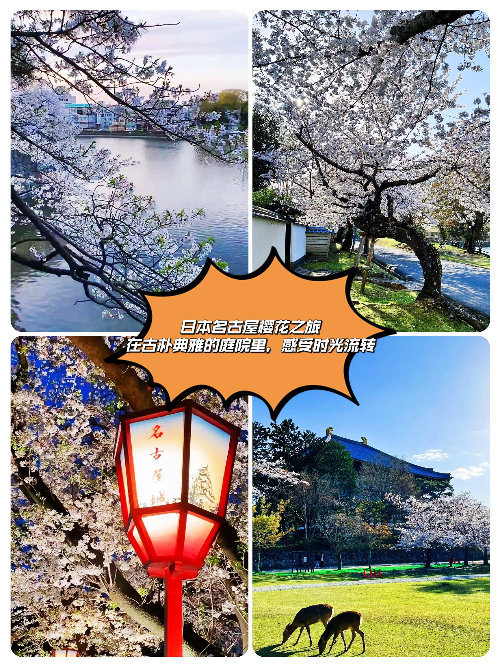 名古屋樱花之旅：在古朴典雅的庭院里，感受时光流转