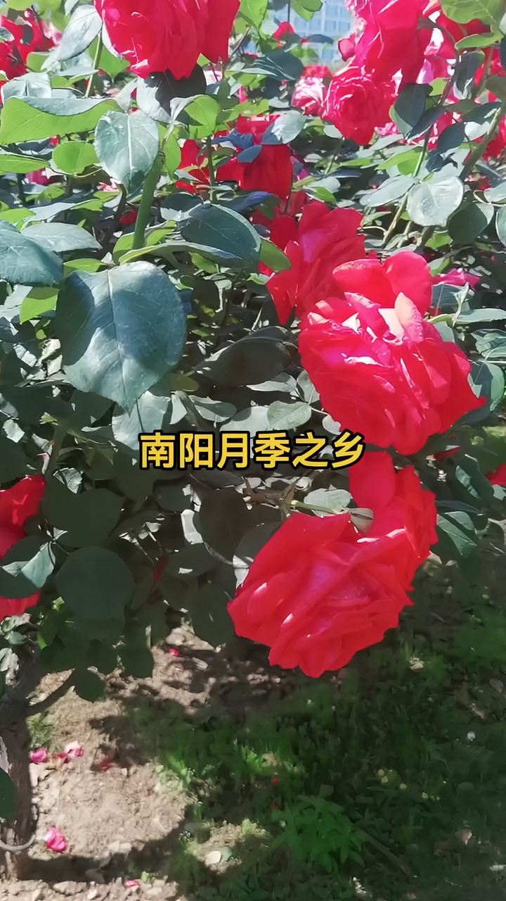 带你去赏花 #花的世界很美 #花开正艳 #月季园让你置身花的海洋 #春天赴一场花海的约会