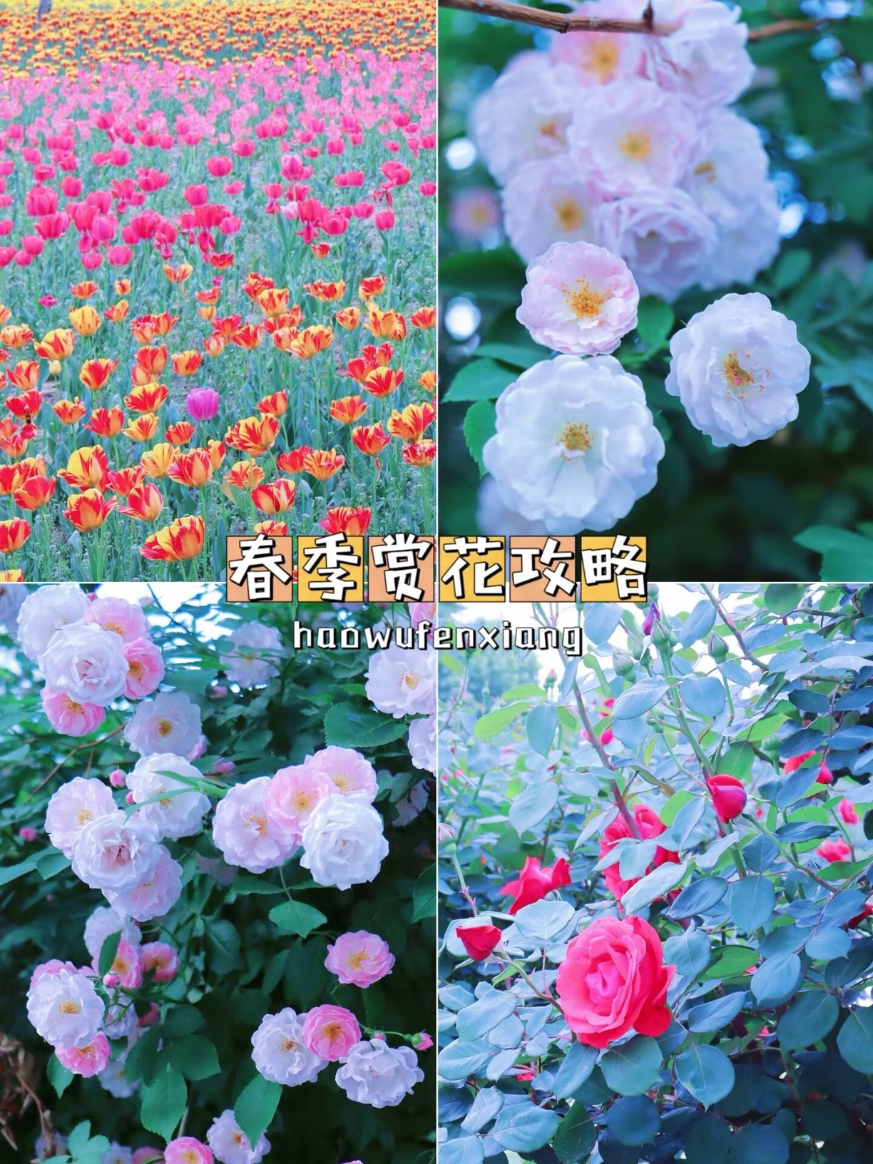 自驾游| 植物园你玩的可真花啊（附赏花保姆级攻略）