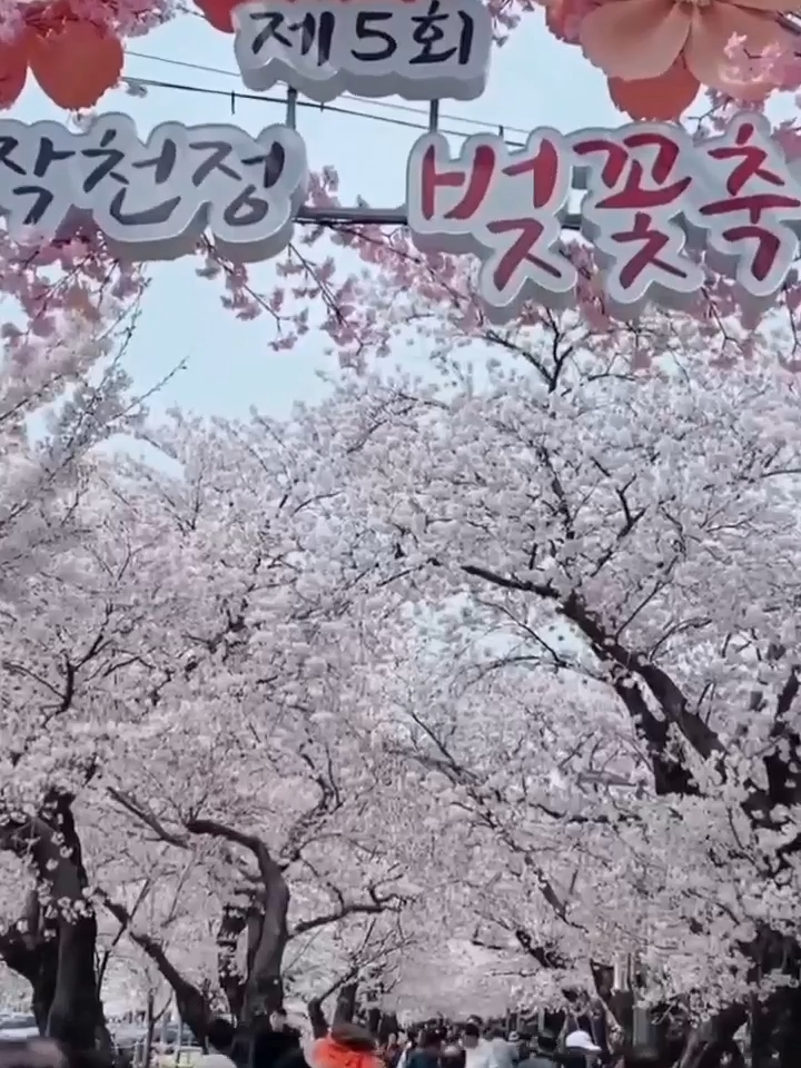 韩国🇰🇷樱花开了