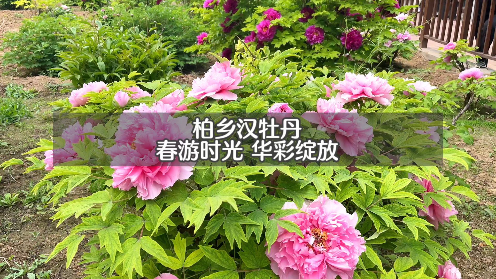 汉牡丹园牡丹已进入最佳观赏期”春暖花开！