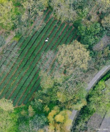 杭州法云安缦图片