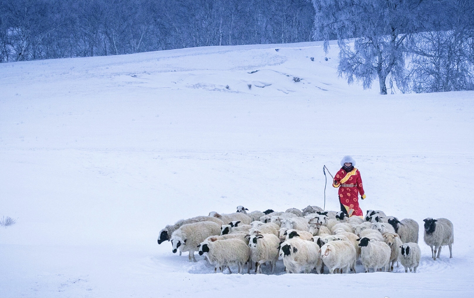 苍茫雪原，五畜跃动：游牧生活的魅力