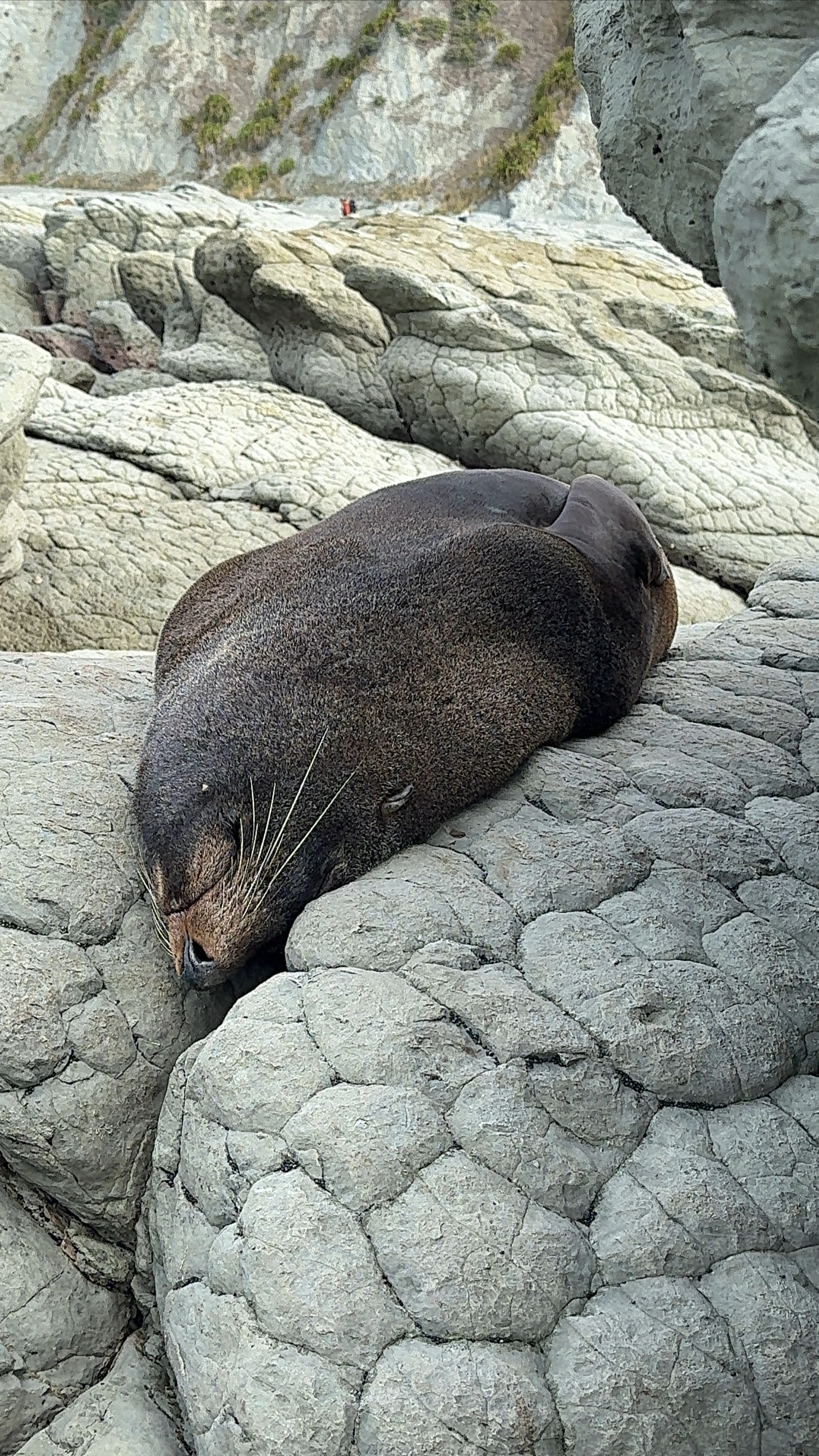 凯库拉海狮步道