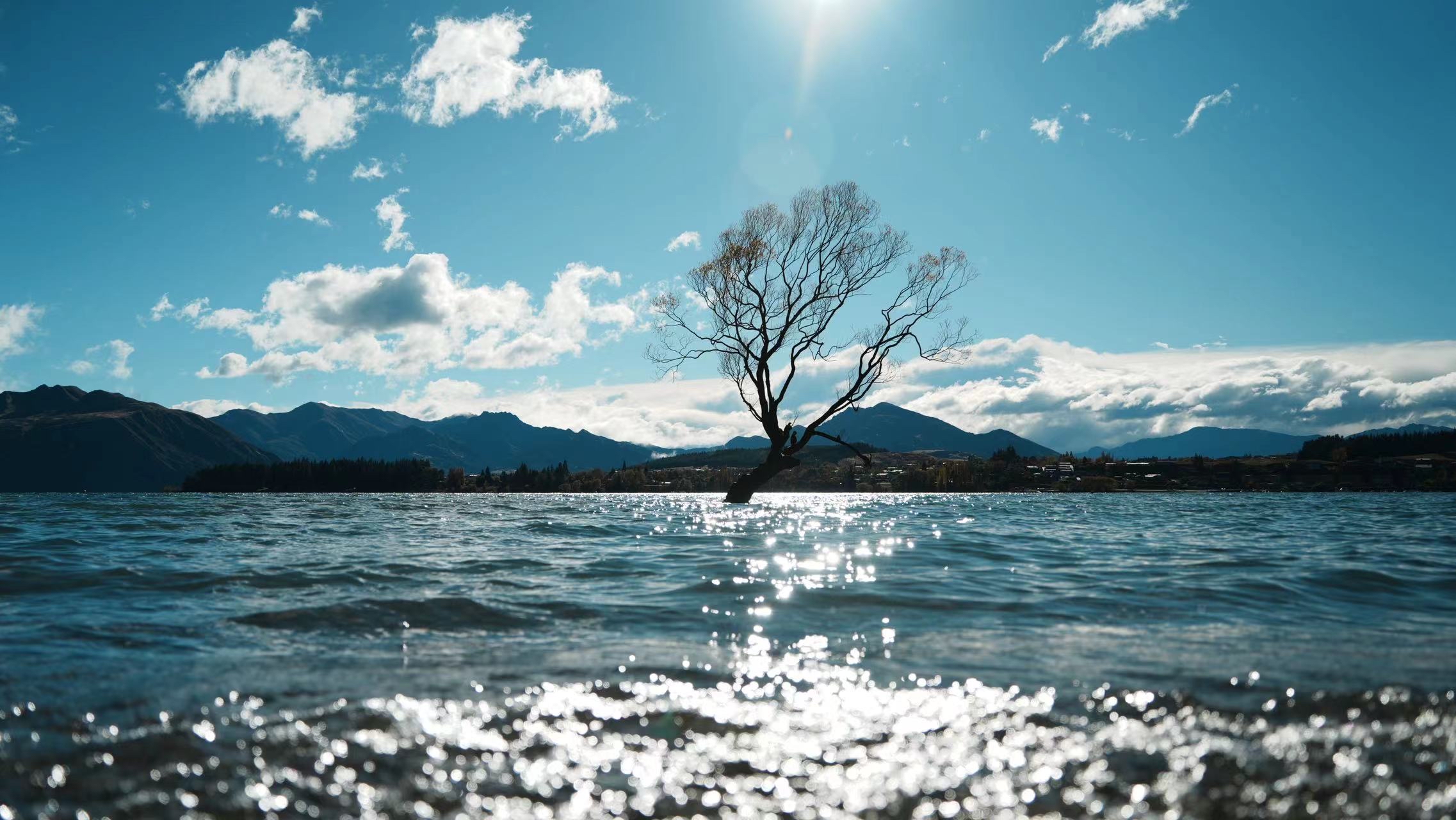 瓦纳卡湖孤独的树