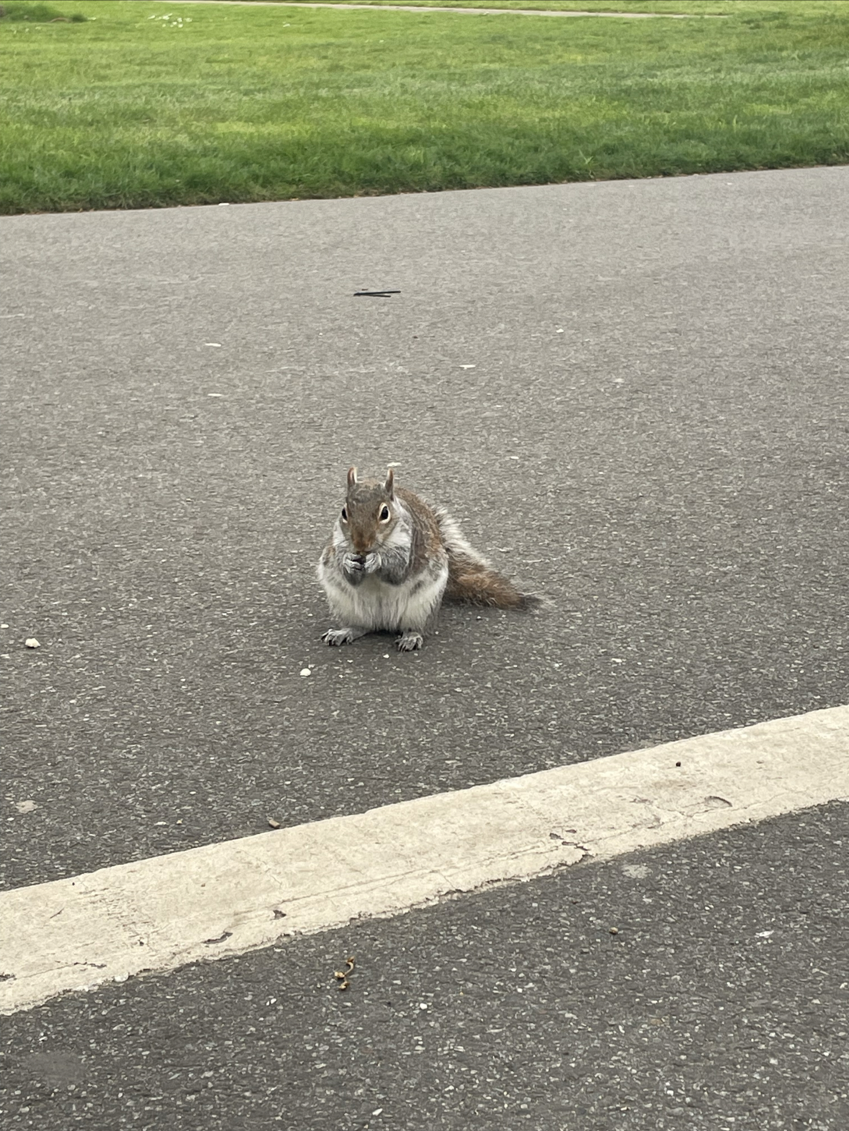 伦敦的太阳捉不住～那就🐿️