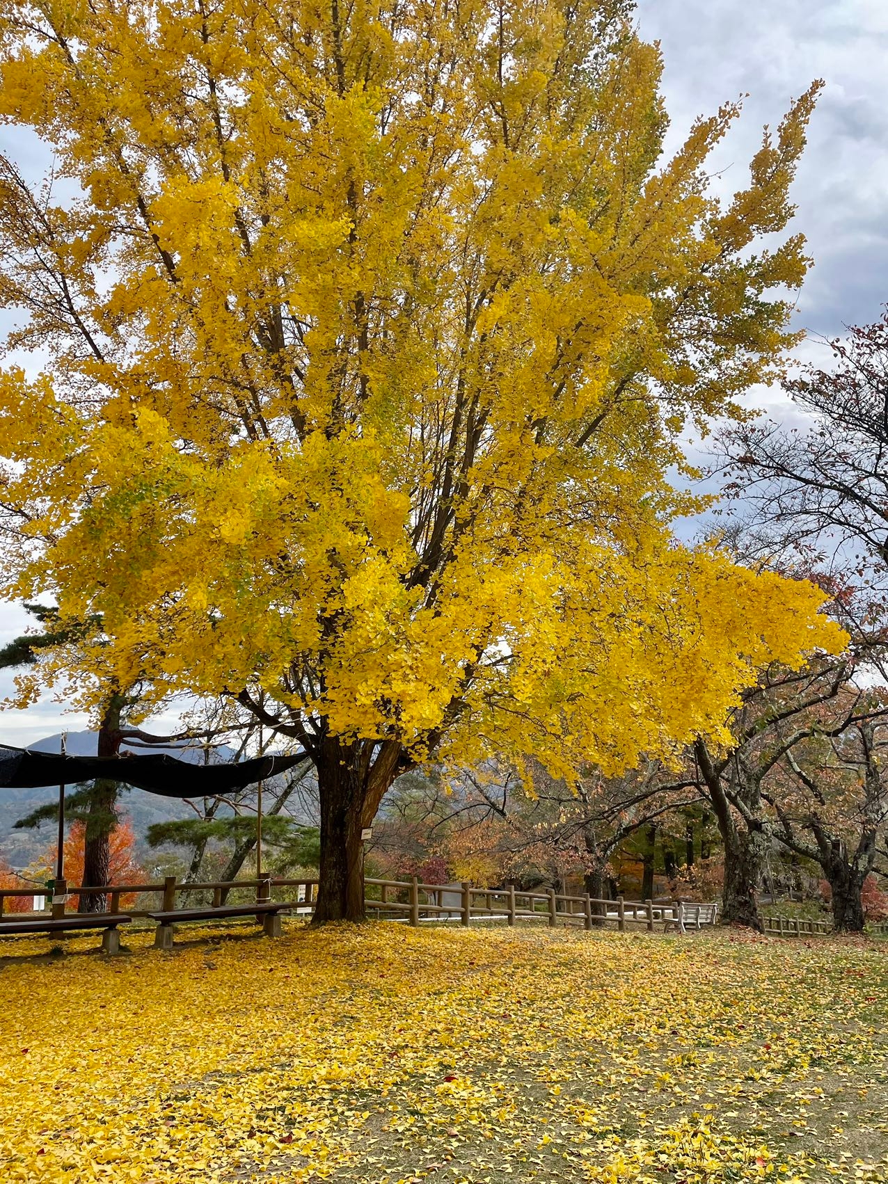 松本市