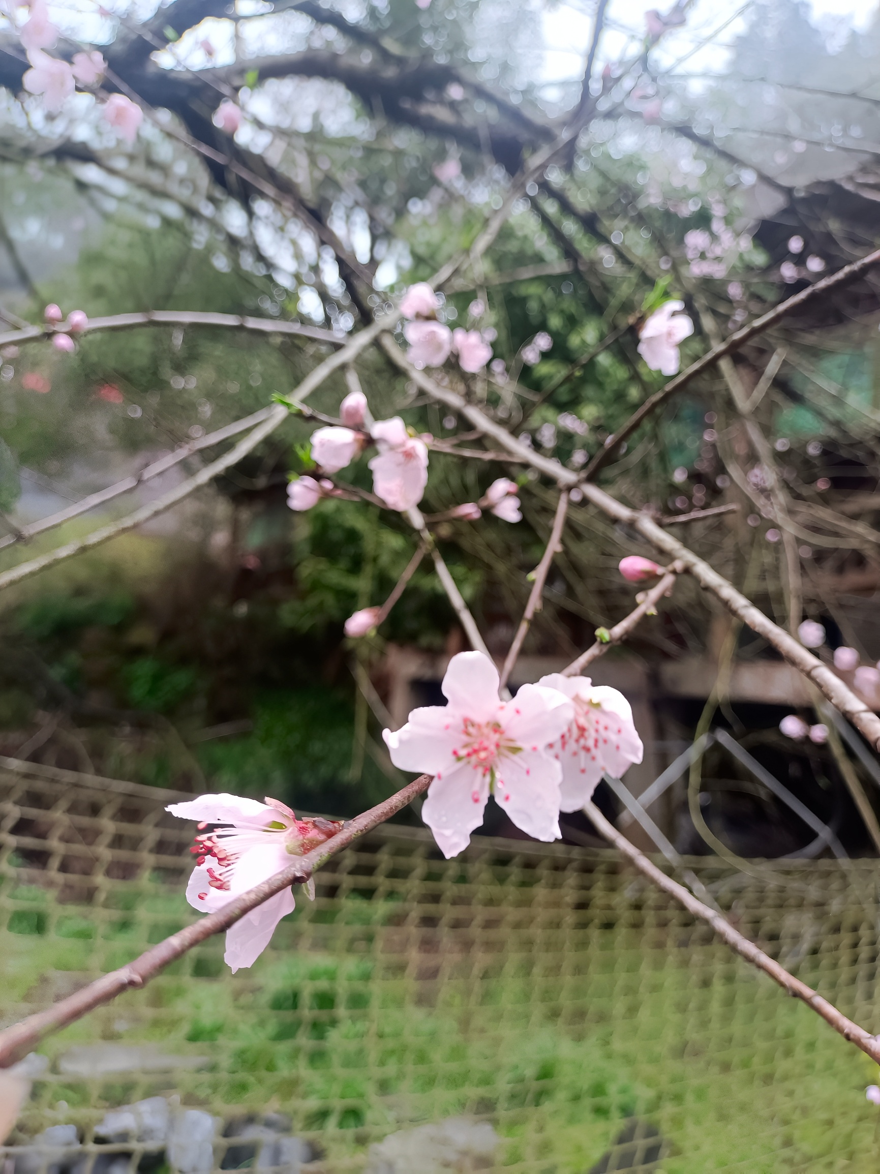 花果山的花都开了，美美哒，环境好，性价比高