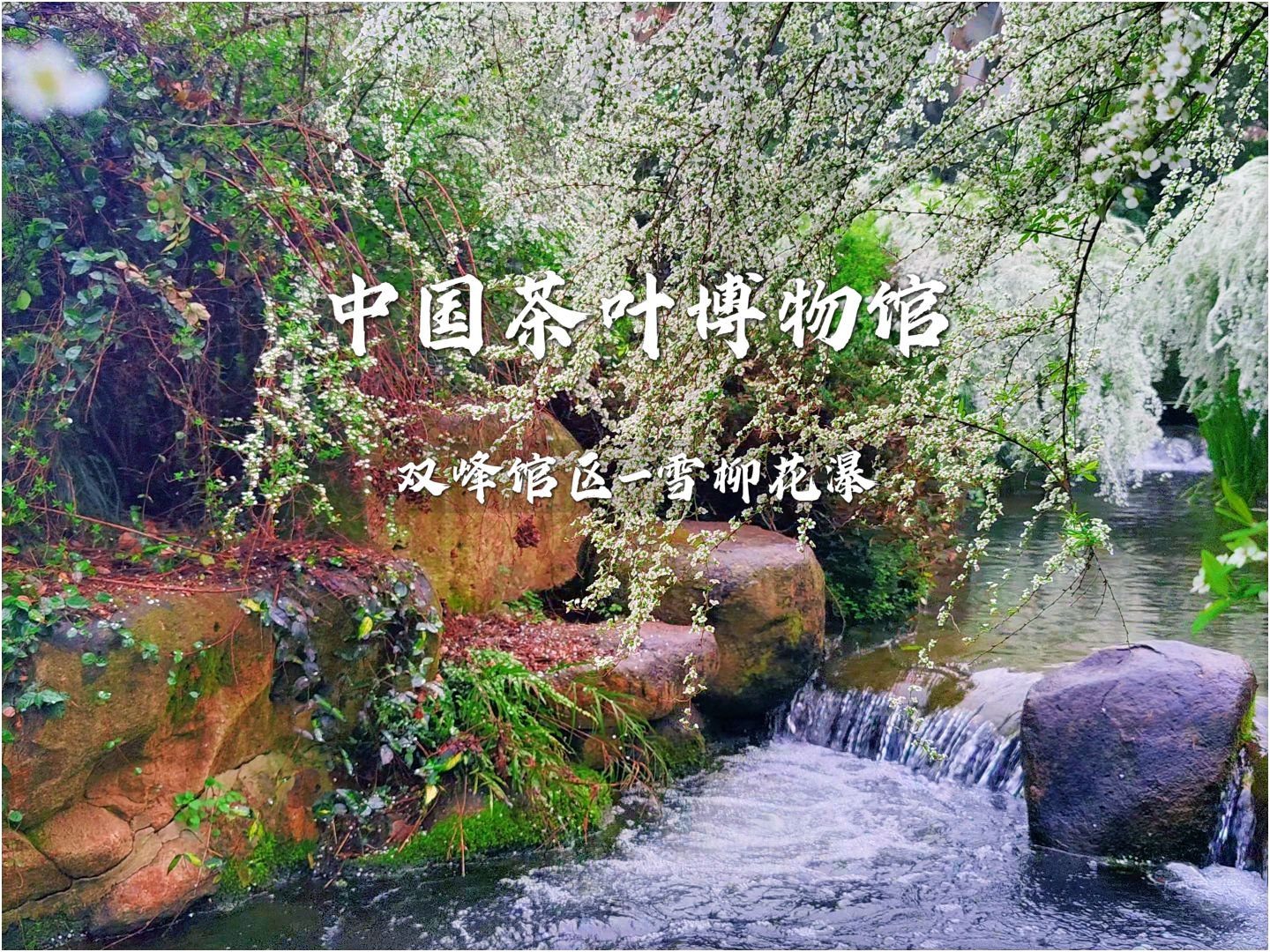 中国茶叶博物馆，杭州雪柳花瀑