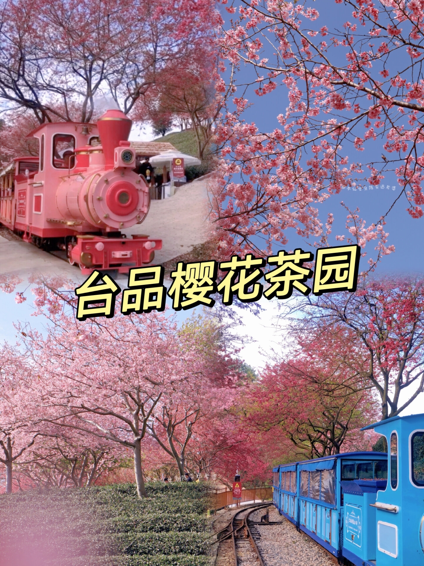 汕头周边游|樱花树下的粉色小火车谁能拒绝