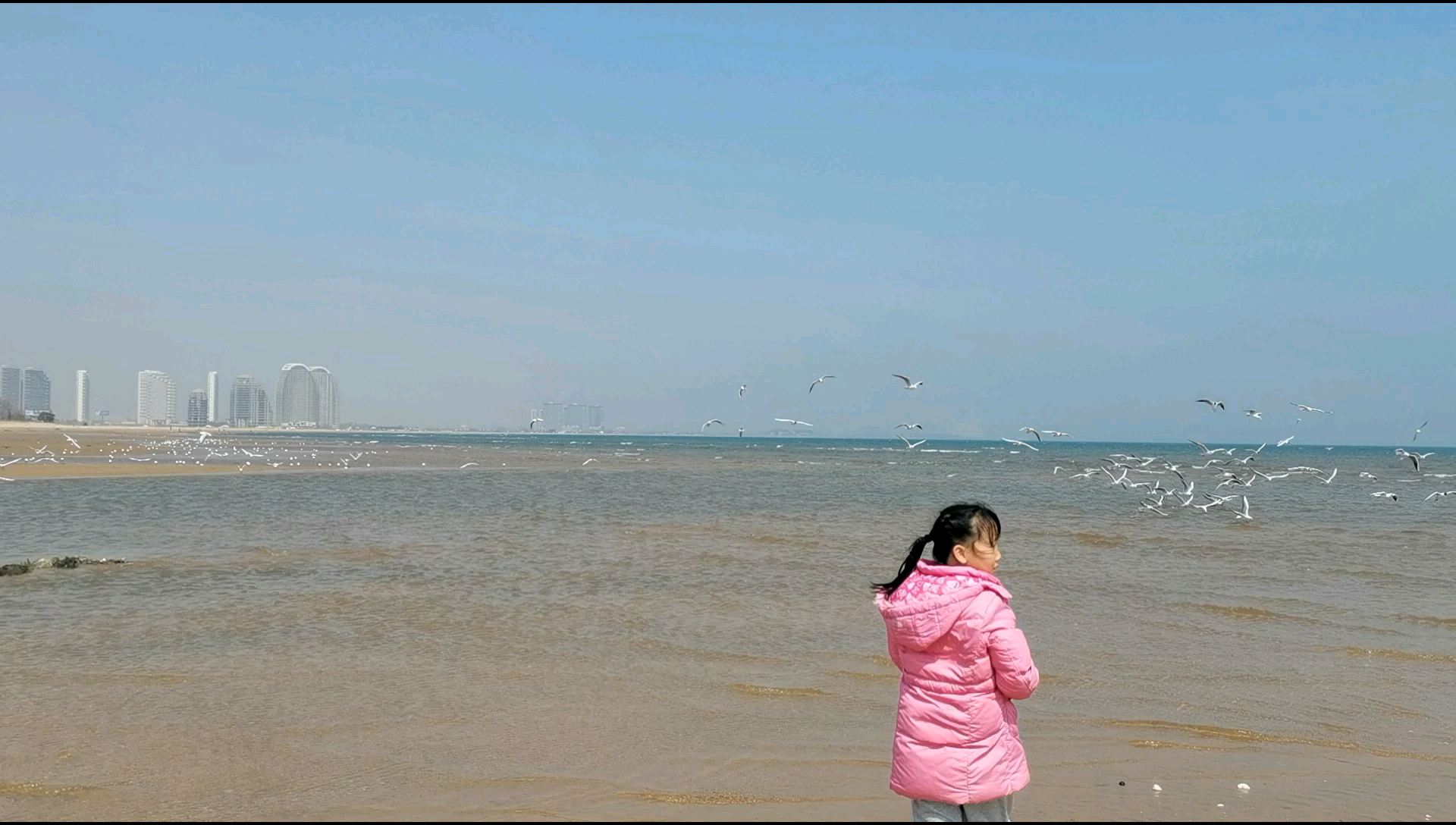 海鸥不眷恋大海的话可以飞得更高但，海鸥会永远眷恋大海