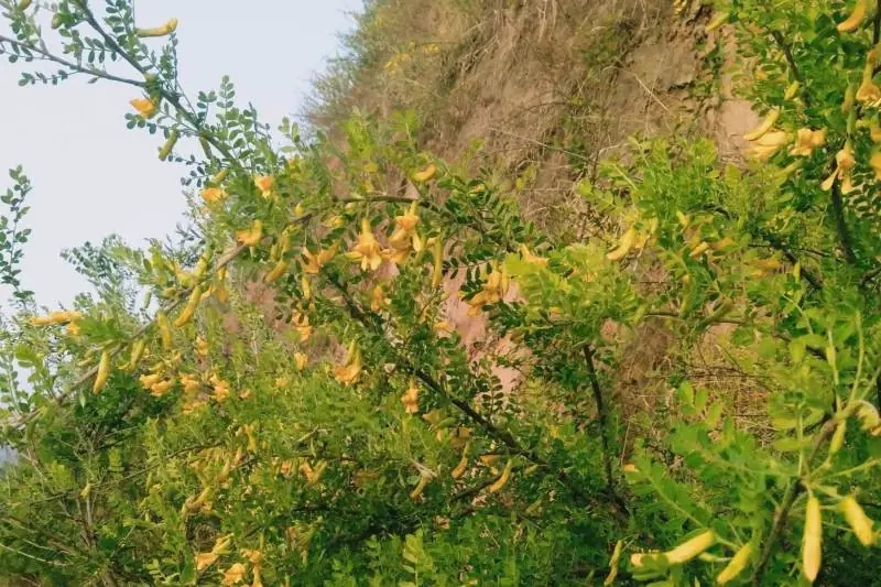 锦鸡儿（学名：Caragana sinica (Buc'hoz) Rehder）是豆科、锦鸡儿属植物