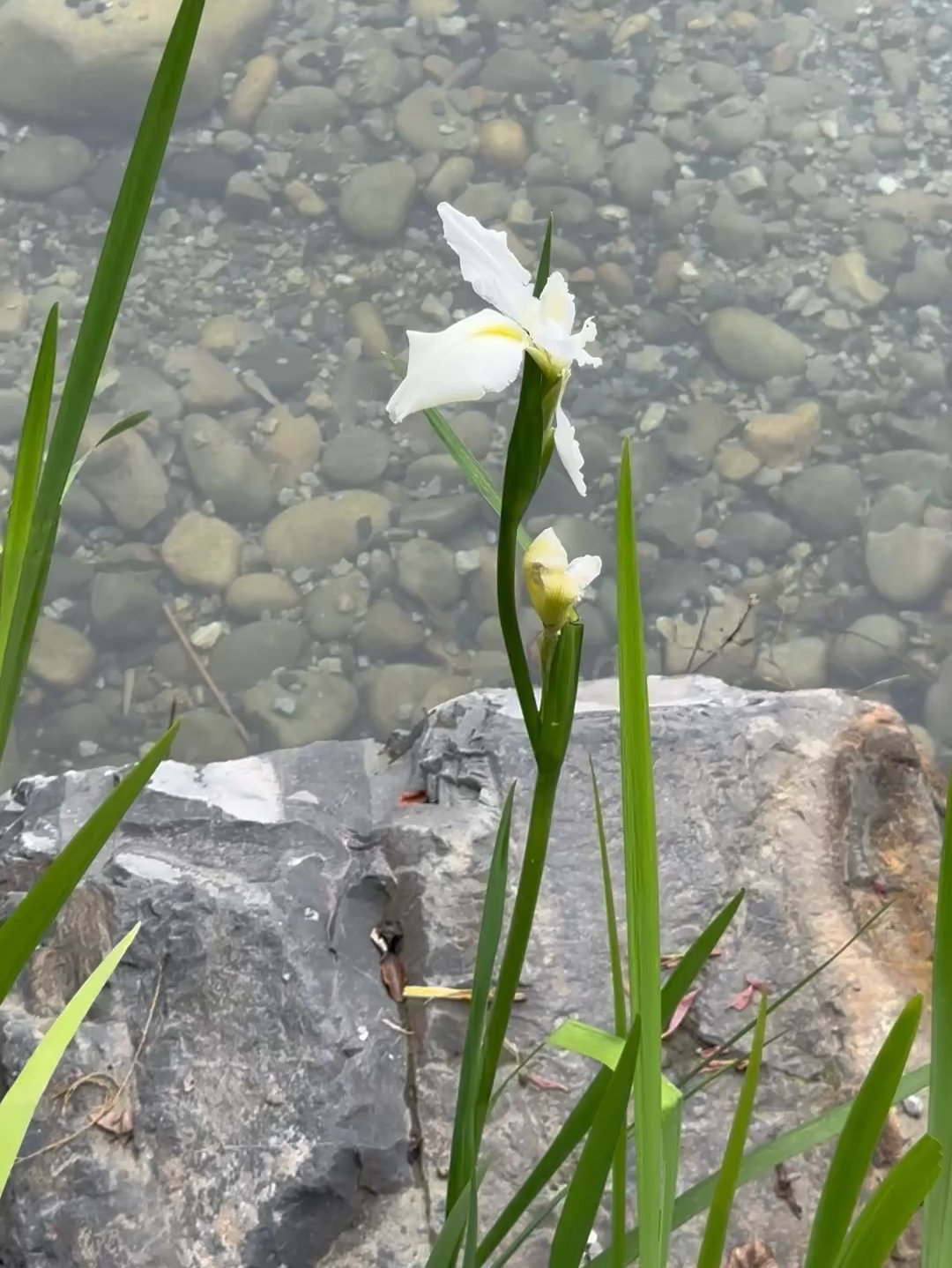 水边花朵🌺