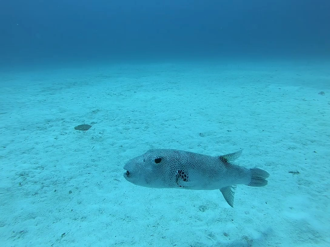 星斑叉鼻魨(starry puffer) 🐡