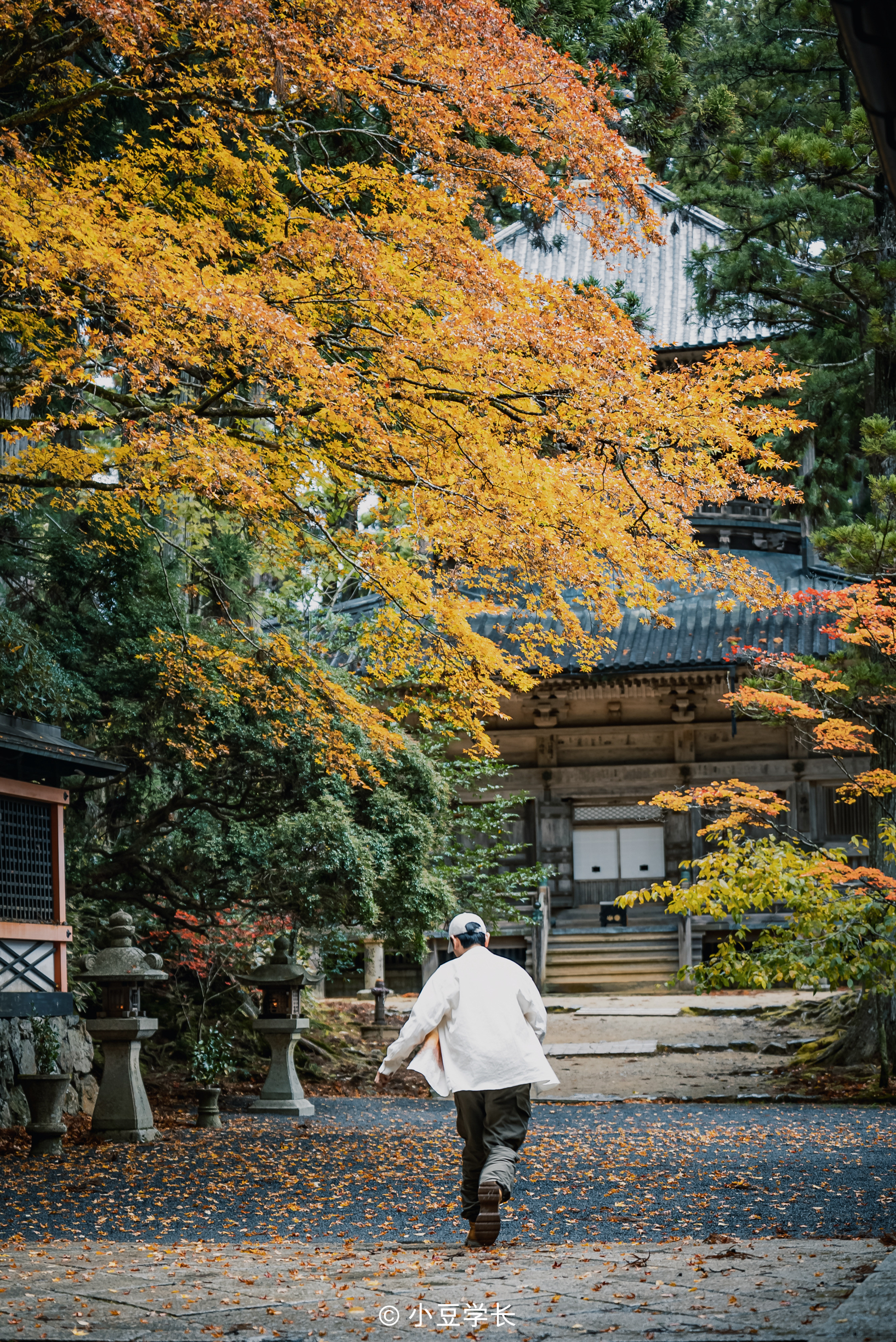 秋日日本高野山 |寻找红叶的诗与远方