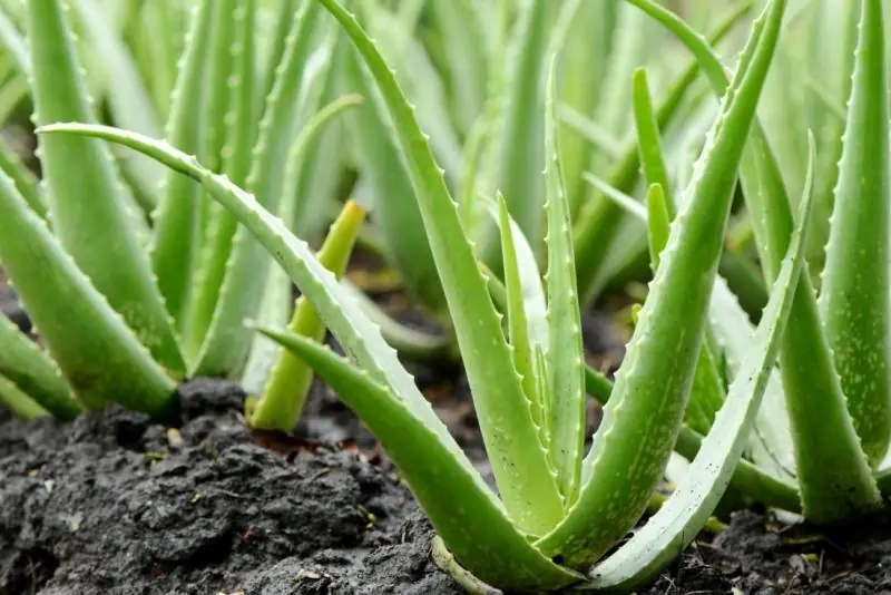 芦荟（Aloe vera (L.) Burm. f.）是百合目阿福花科草本植物。多年生，常绿，地上茎