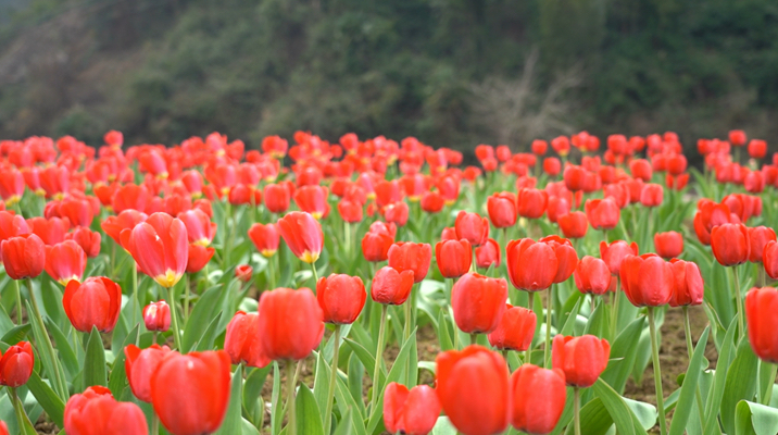 郁金香花海