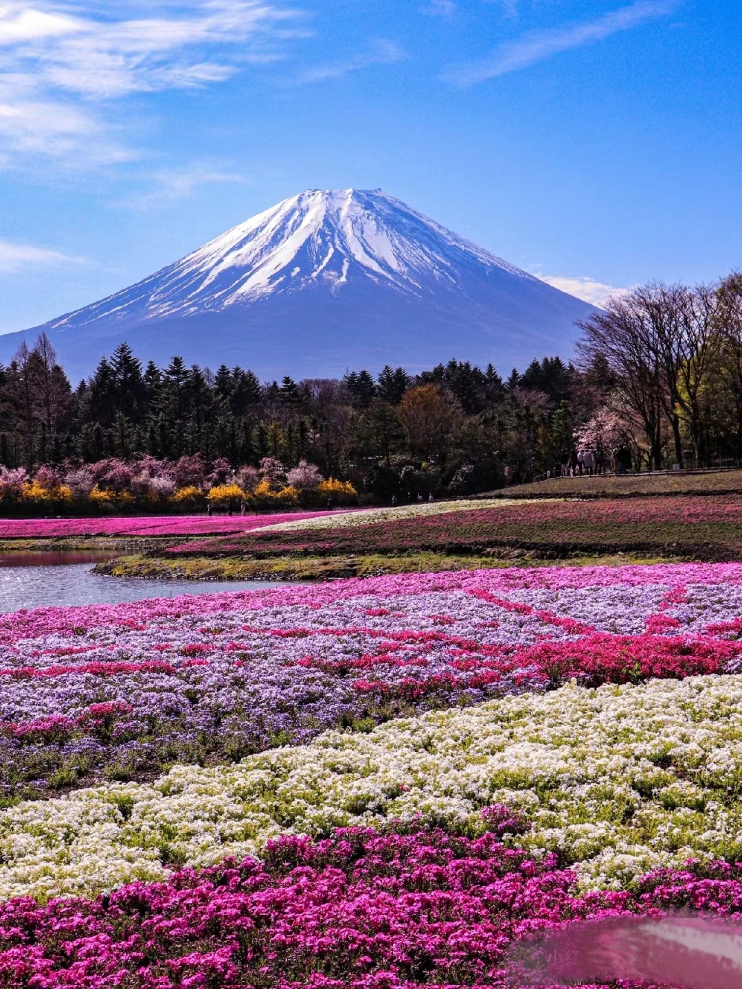 富士山下，芝樱盛放，赴一场视觉盛宴