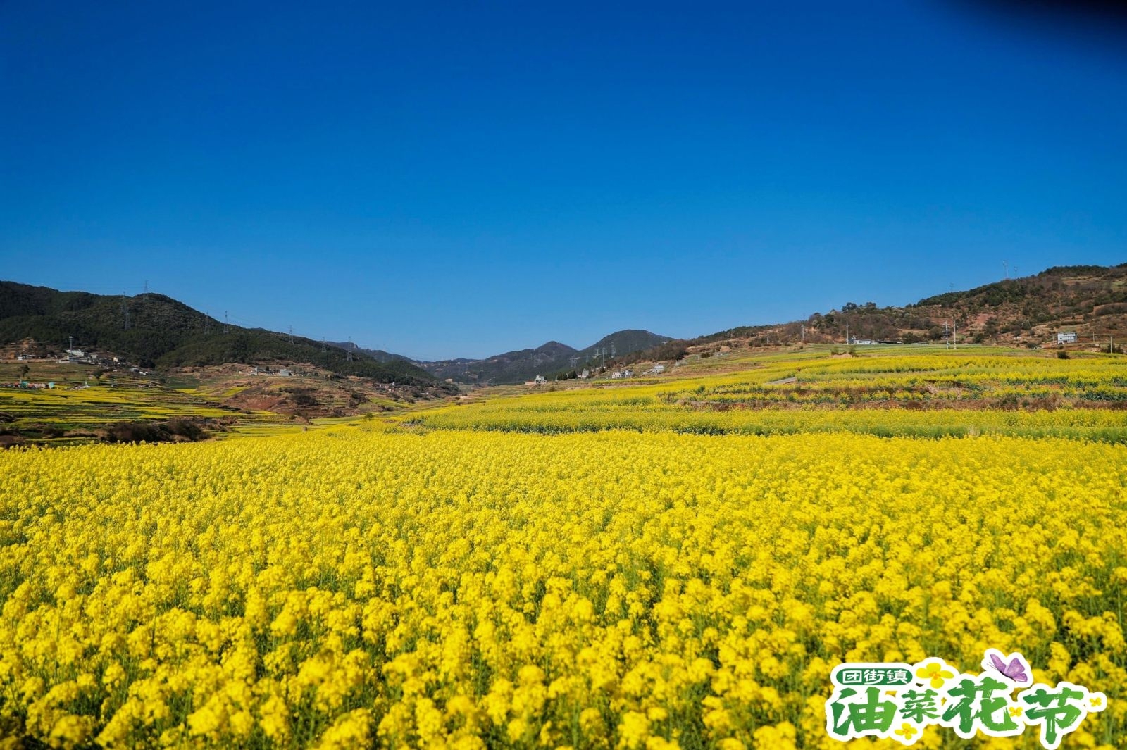 #春天玩点花的  人间最美三月天，风和日丽暖人间”。位于云南省昆明市禄劝县治安村千亩连片油菜花争相竞