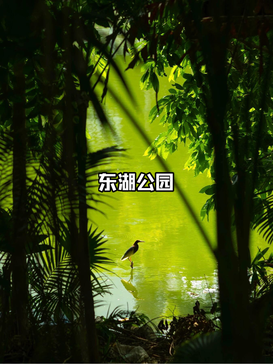 深圳公园、绝美栖息地！