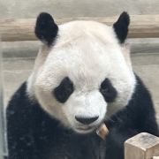 大蒜酥