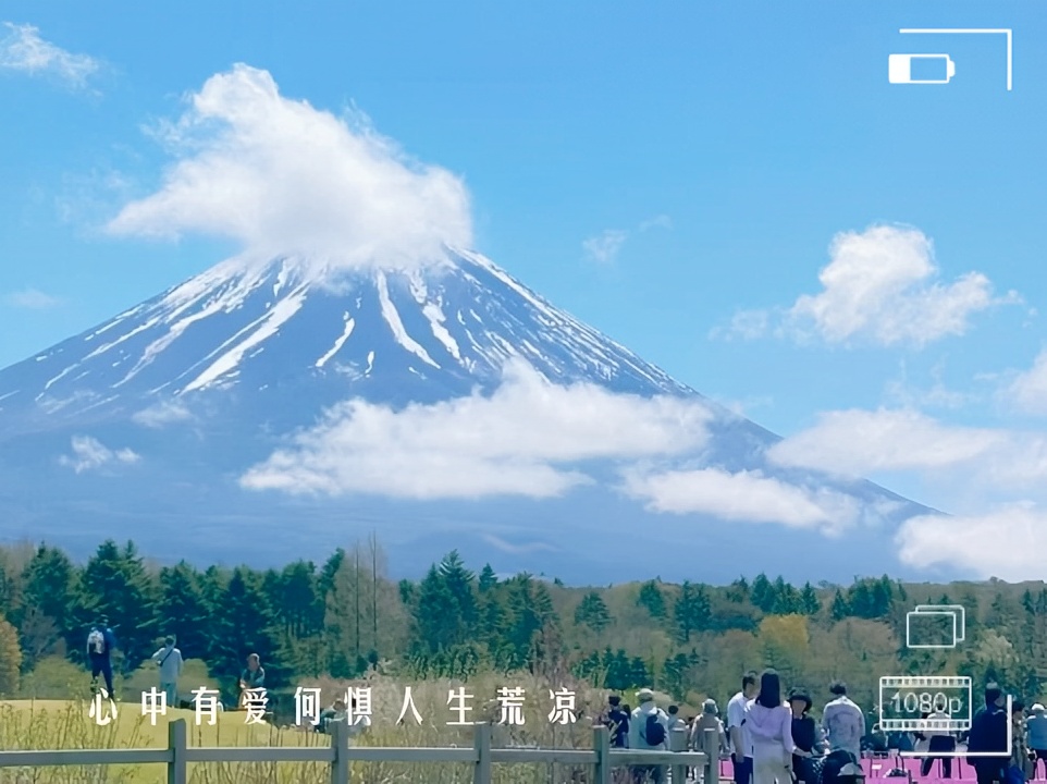 今日富士山下，2024富士山芝樱祭