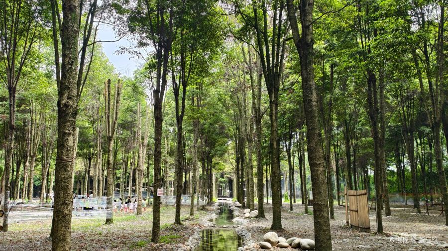 嘉辰星光森林国际营地