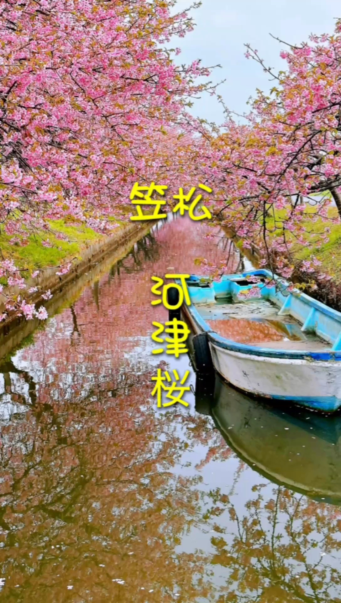 春游｜一大波樱花来袭🌸