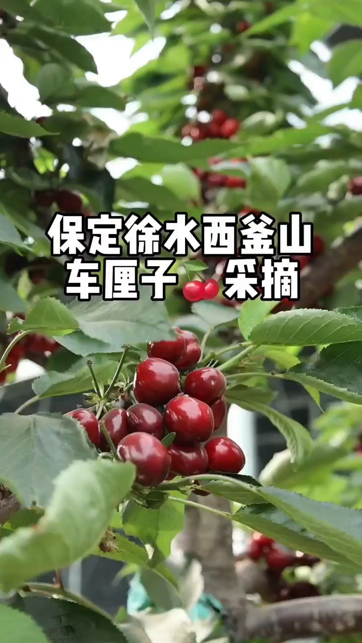 保定西釜山樱桃采摘，超大个的车厘子。