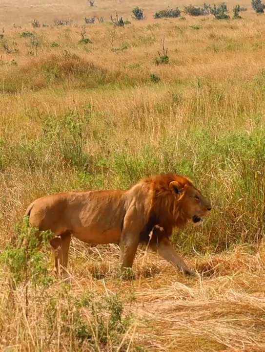 肯尼亚马赛马拉野生动物保护区