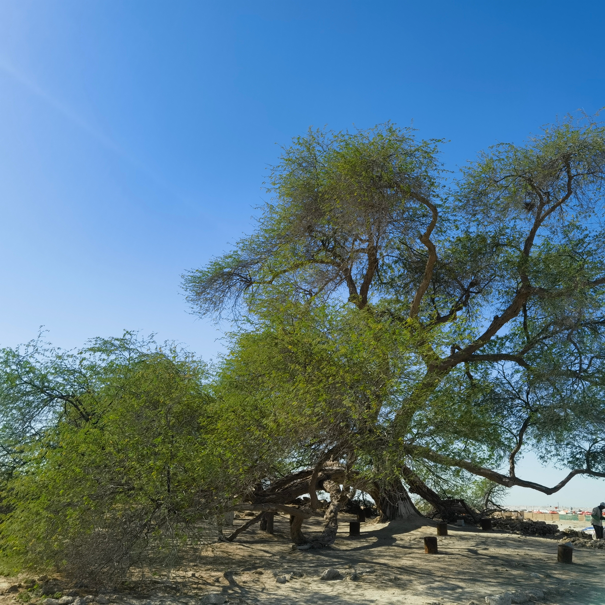 打卡巴林的一棵树、一口井和世界遗产巴林堡！