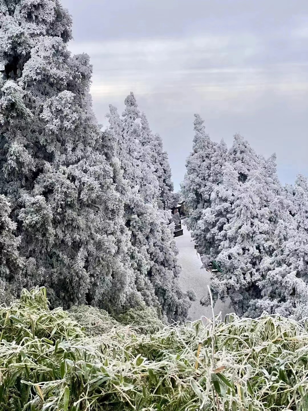 衡山大雪｜来赏雾凇冰雪森林