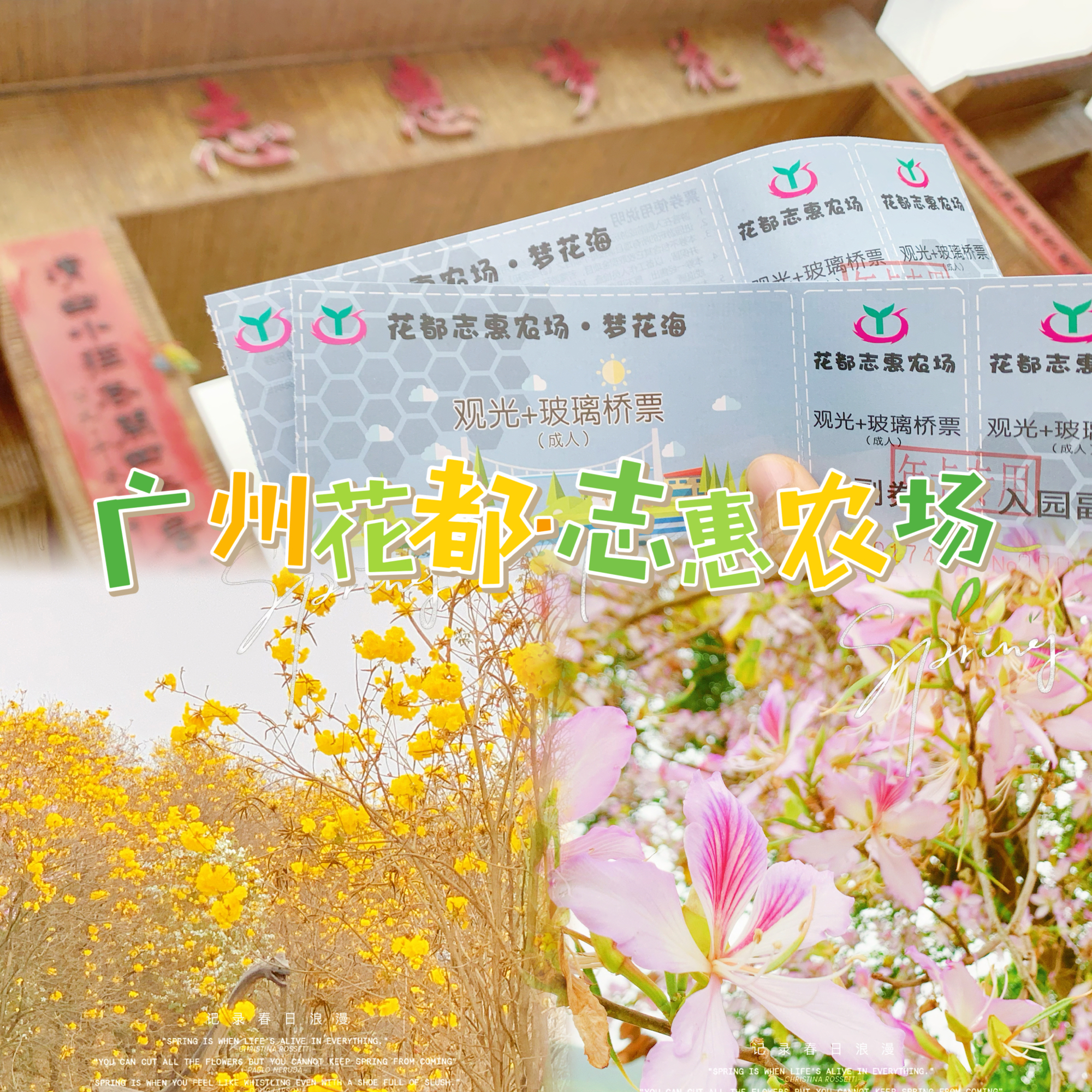 广佛周边旅游｜花都志惠梦花海｜周末去哪儿｜亲子遛娃推荐