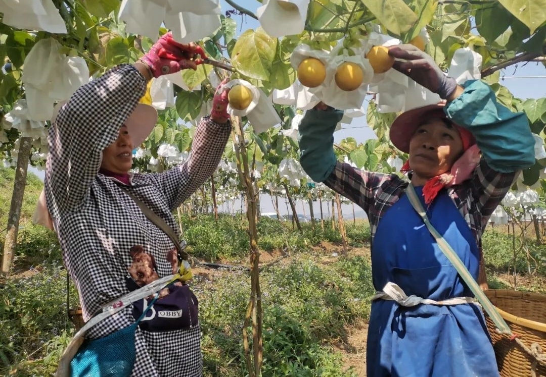 热情果喜收获