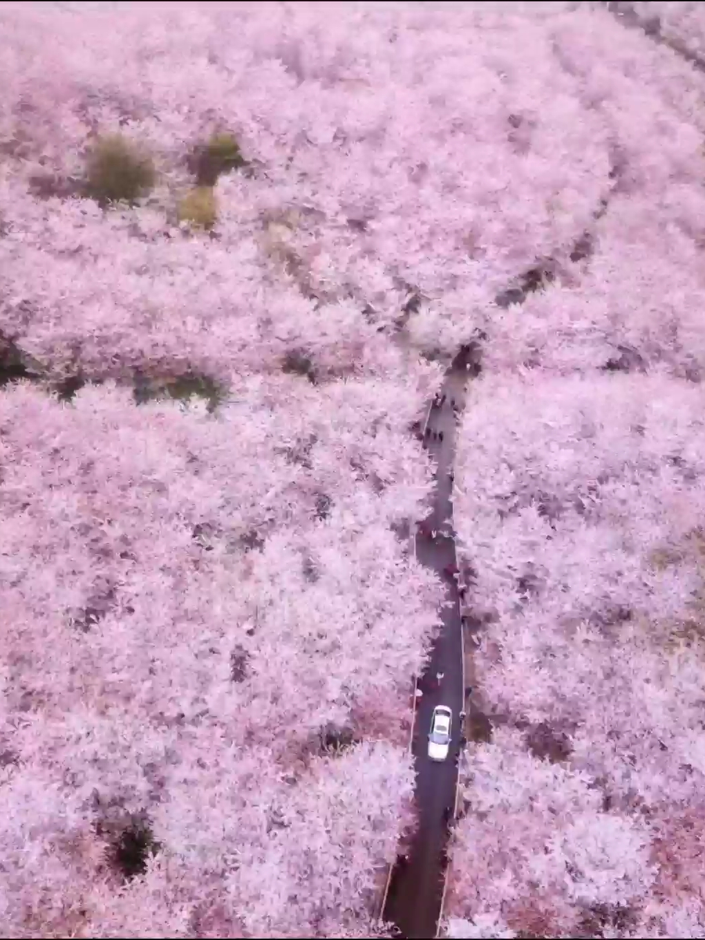 东鹜山桃花谷的桃花开了，可赏百亩桃花＋烧烤＋露营，这里离灰汤温泉超级近，游玩后泡泡温泉好不惬意#亲子