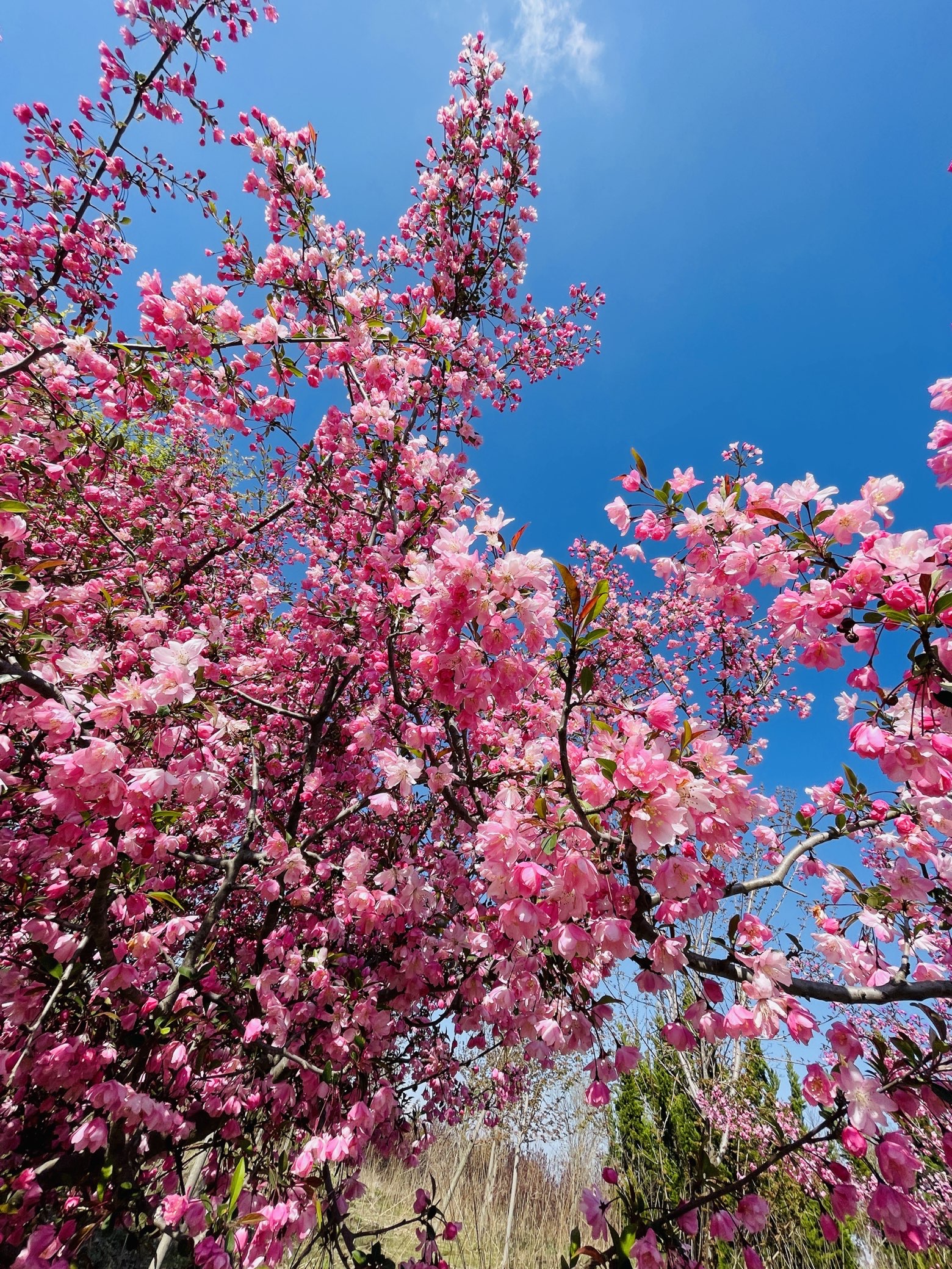 威海的花季到了，到處都是盛開的櫻花 值得到此一遊