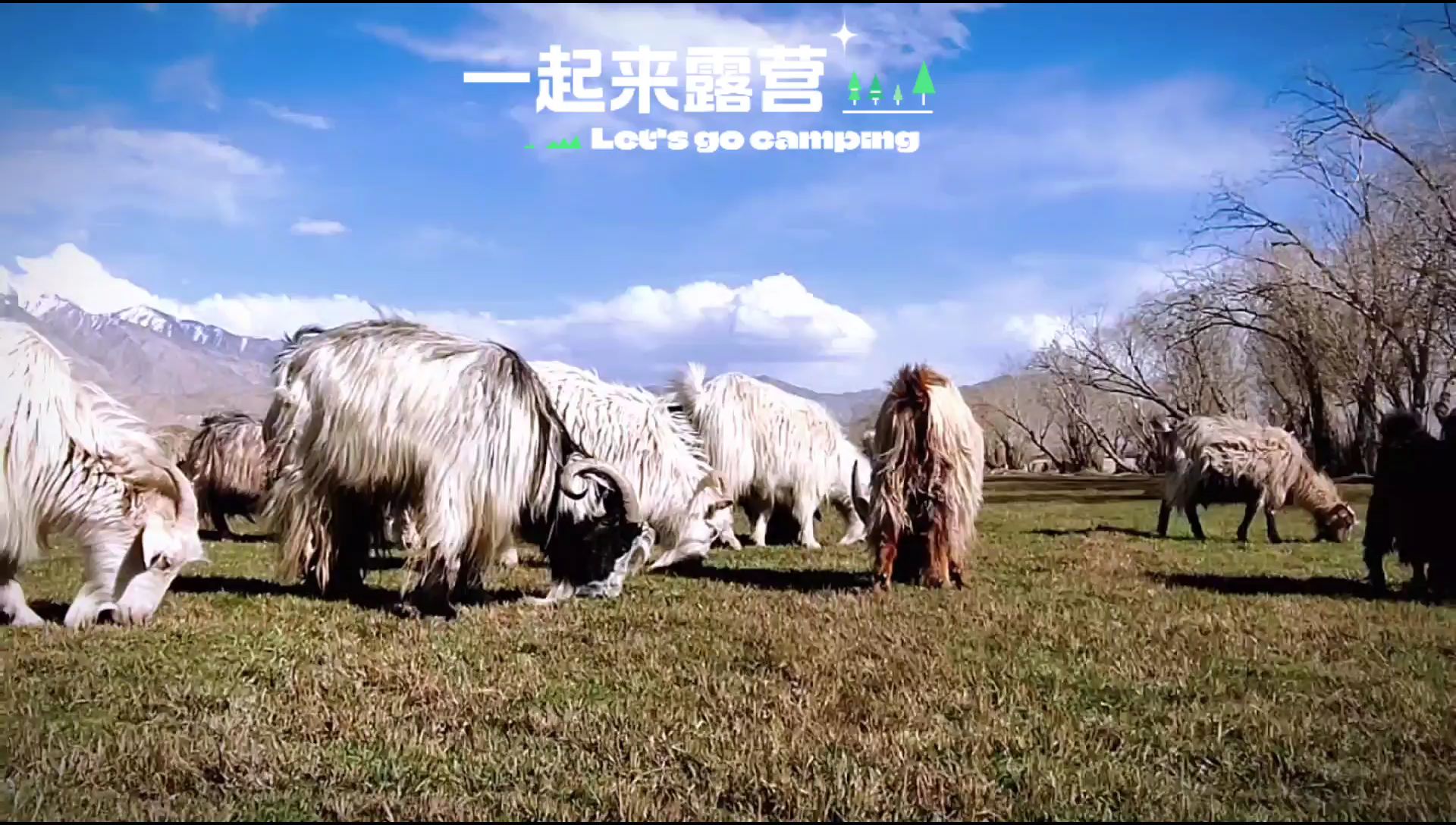 什么叫羊群悠然吃草，来塔县体验一把。