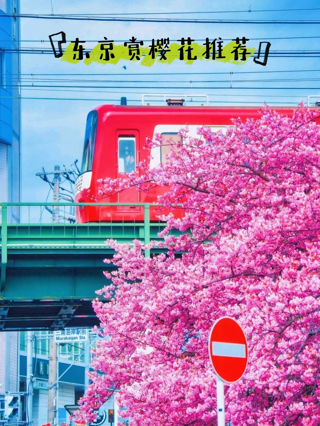 东京周边赏樱地推荐·三浦海岸樱花铁道美景